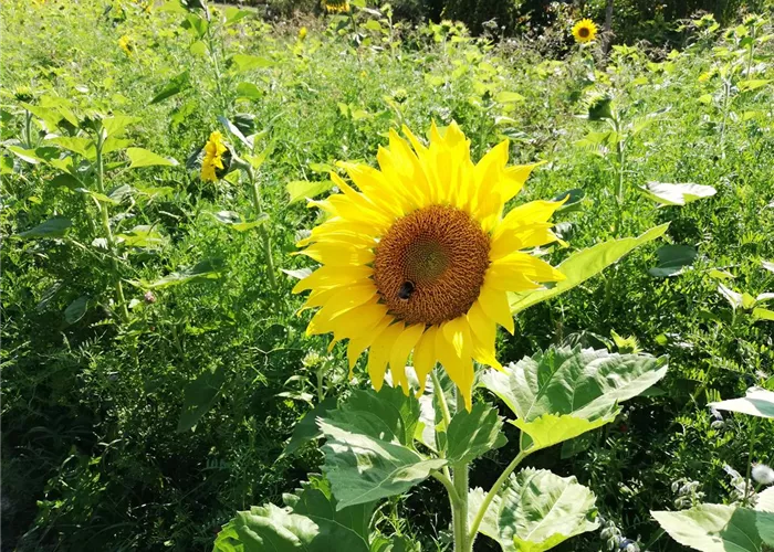 Lieferservice Lieferservice