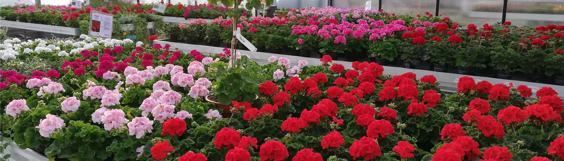 IMG_20200429_183955.jpg IMG_20200429_183955.jpg