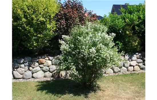 Philadelphus 'Erectus'