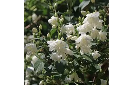 Philadelphus 'Schneesturm'