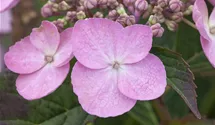 Kleinwüchs.Gartenhortensie 'Koreana'