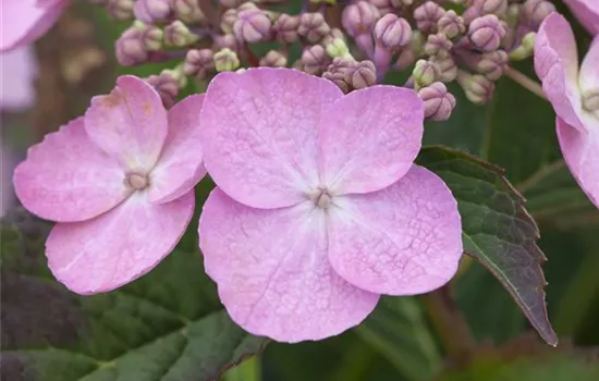 Hydrangea serrata 'Koreana'