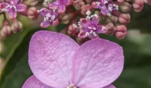 Kleinwüchs.Gartenhortensie 'Koreana'