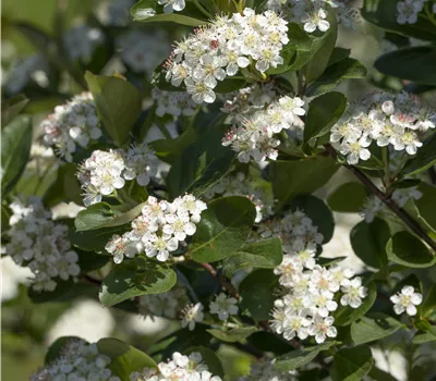 Aronia prunifolia 'Viking'