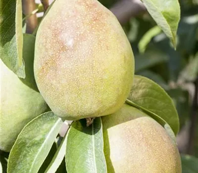 Pyrus com.'Obelisk' -R- CAC