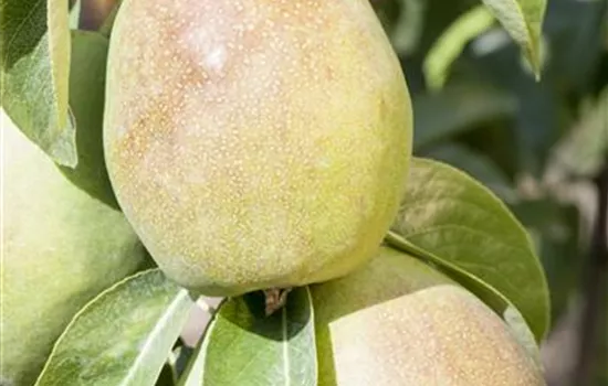 Pyrus com.'Obelisk' -R- CAC