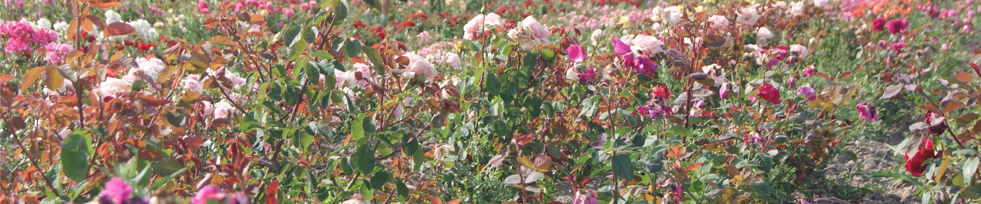 Rosenfeld2018 (2).JPG Rosenfeld2018 (2).JPG