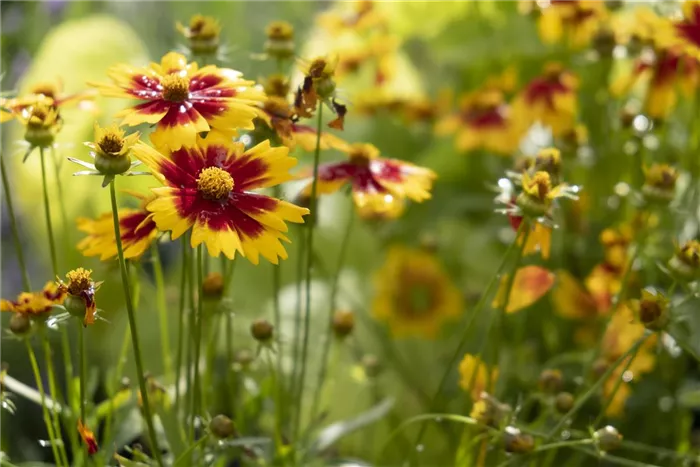 Sommer in der Baumschule 