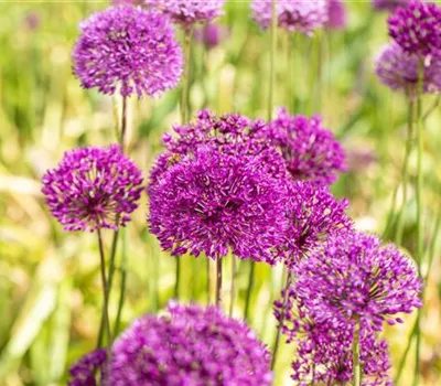 Allium 'Purple Sensation'