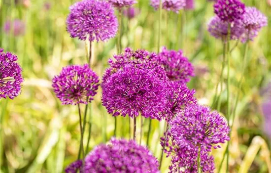 Allium 'Purple Sensation' Allium 'Purple Sensation'