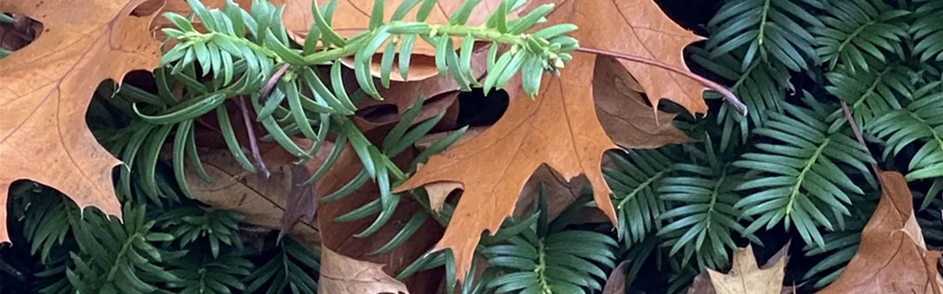 11-12 Was tun mit Fallaub.jpg