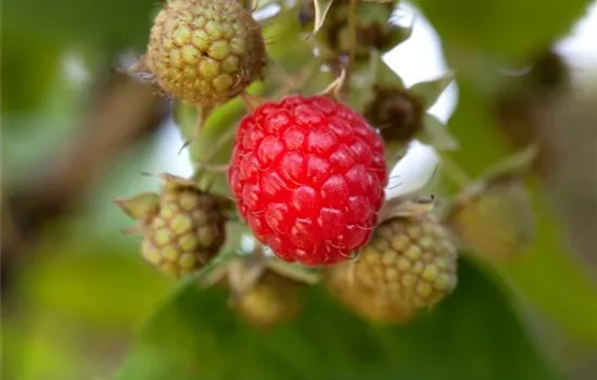 Rubus id.'Willamette' CAC I Rubus id.'Willamette' CAC I