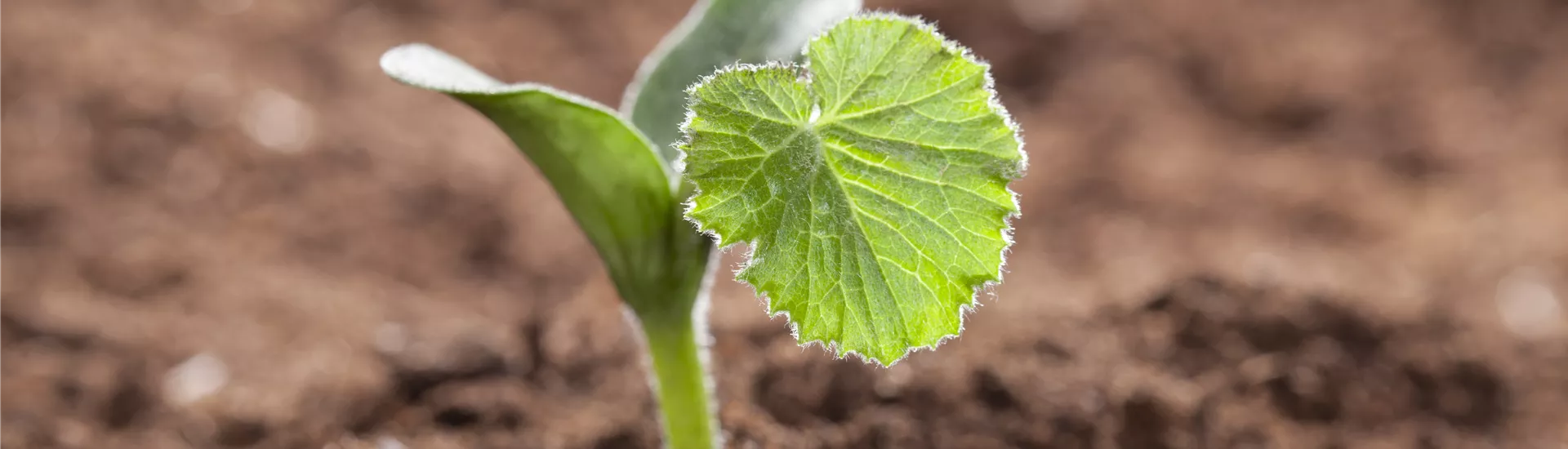 GS474926.jpg GS474926.jpg