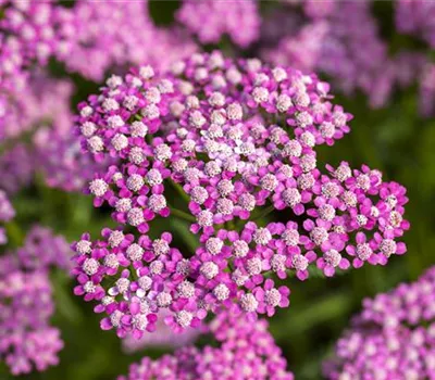 Achillea millefolium 'Lilac Beauty'