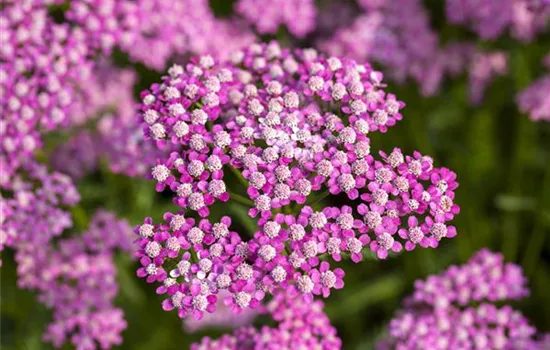 Achillea millefolium 'Lilac Beauty' Achillea millefolium 'Lilac Beauty'