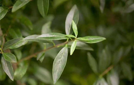 Ligustrum vulgare