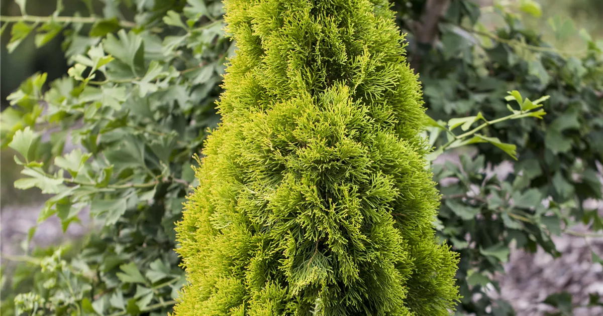 Thuja occidentalis 'Golden Smaragd', Gelbnadeliger Lebensbaum - Haid  Baumschulen