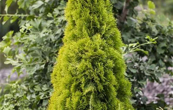 Thuja occidentalis 'Golden Smaragd' -R-