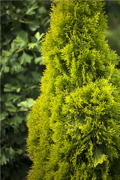 Thuja occidentalis 'Golden Smaragd', Gelbnadeliger Lebensbaum - Haid  Baumschulen