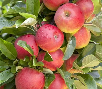 Malus 'Elstar' CAC Malus 'Elstar' CAC