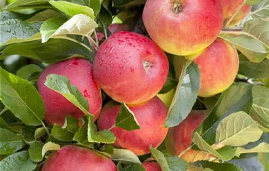 Malus 'Elstar' CAC Malus 'Elstar' CAC