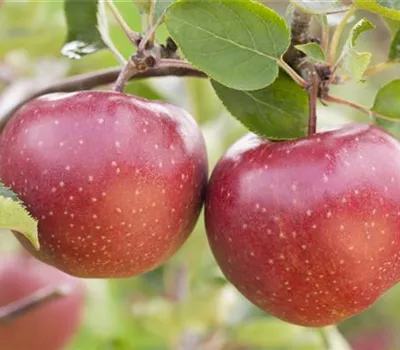 Malus 'Jonagold' CAC Malus 'Jonagold' CAC