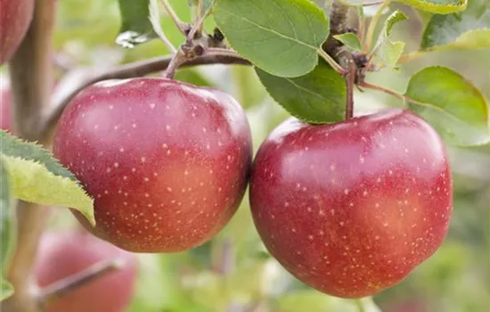 Malus 'Pilot' CAC Malus 'Pilot' CAC