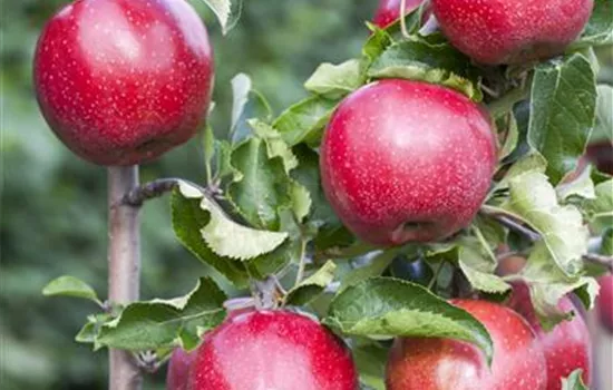 Malus 'Florina' CAC Malus 'Florina' CAC