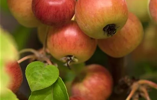 Malus 'Evereste' -R-