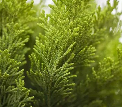 Chamaecyparis laws.'Alumigold'