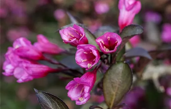 Weigela florida 'Alexandra' -S-