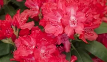 Yaku-Rhododendron 'Astrid' -R-