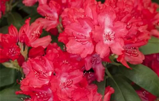 Rhododendron yak.'Karminkissen' -R- II