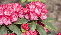 Yaku-Rhododendron 'Astrid' -R-