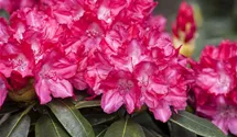 Yaku-Rhododendron 'Astrid' -R-