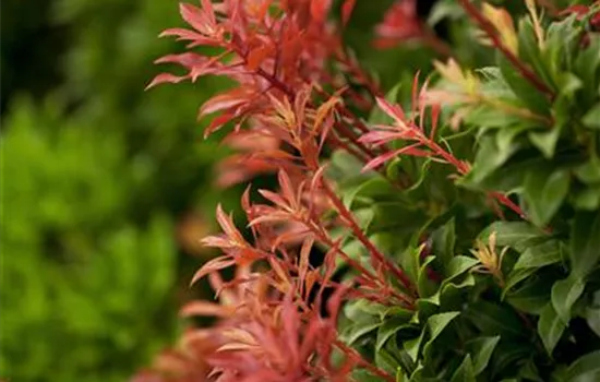 Pieris japonica 'Mountain Fire'