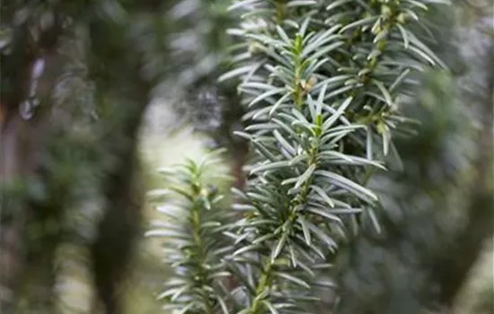 Taxus baccata 'Westerstede'