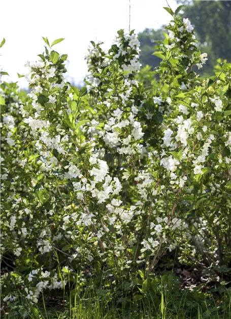 Weigela florida 'Nana Variegata', Buntblttrige Weigelie - Haid Baumschulen