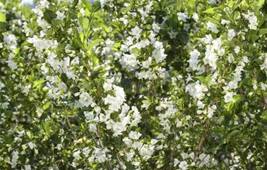 Weigela florida 'Nana Variegata'