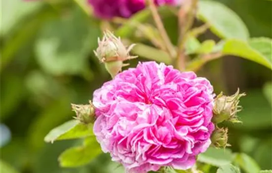 Rosa 'Russeliana' KL VI