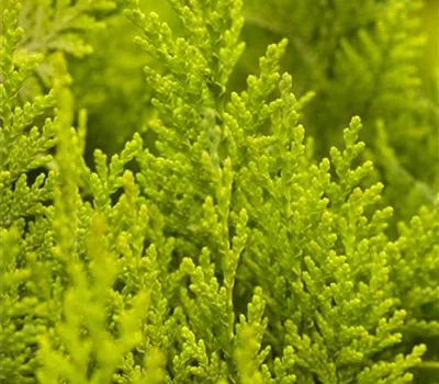 Chamaecyparis laws.'Ivonne'