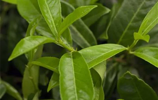 Prunus lauroc.'Diana'