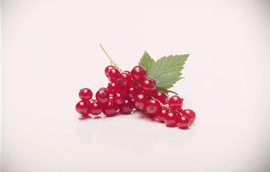 Ribes rubrum 'Rovada' CAC II Ribes rubrum 'Rovada' CAC II