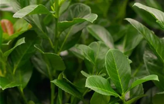 Prunus lauroc.'Etna' -R-