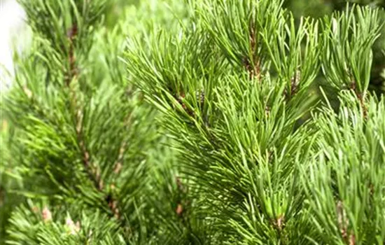 Pinus mugo 'Carsten's Wintergold' Pinus mugo 'Carsten's Wintergold'