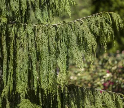 Chamaecyparis nootk.'Pendula'