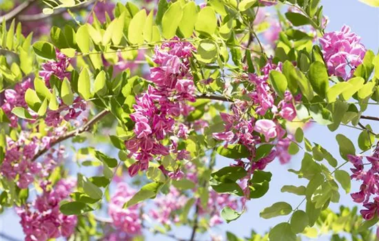 Robinia hispida 'Macrophylla' Robinia hispida 'Macrophylla'