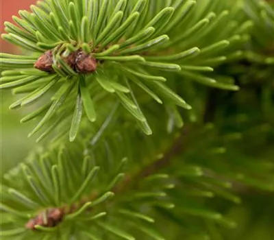 Abies nordmanniana