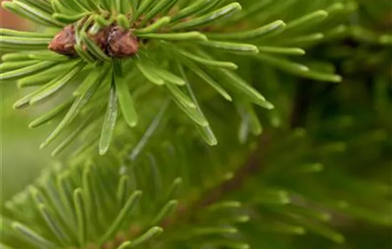 Abies nordmanniana Abies nordmanniana