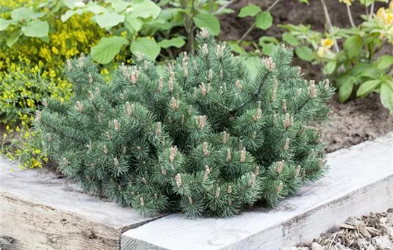 Pinus mugo 'Humpy' Pinus mugo 'Humpy'